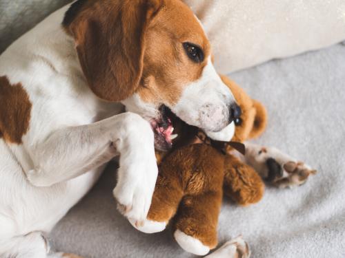 Dogs and Plush Toys: Why They Love Them, Which Ones They Prefer, and What to Watch For